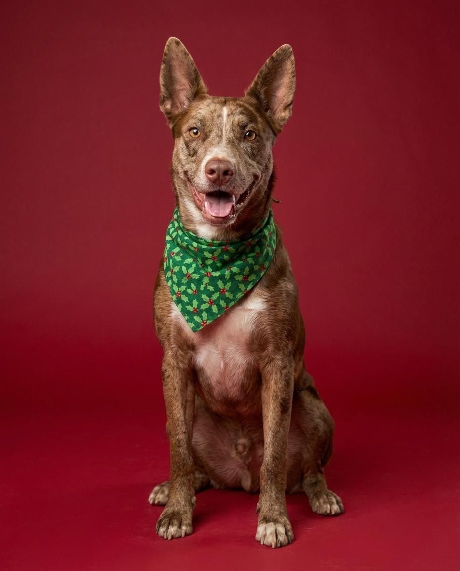 Enlarge OLLIE #2, a Adoptable mixed breed in Chandler, AZ image 1/3