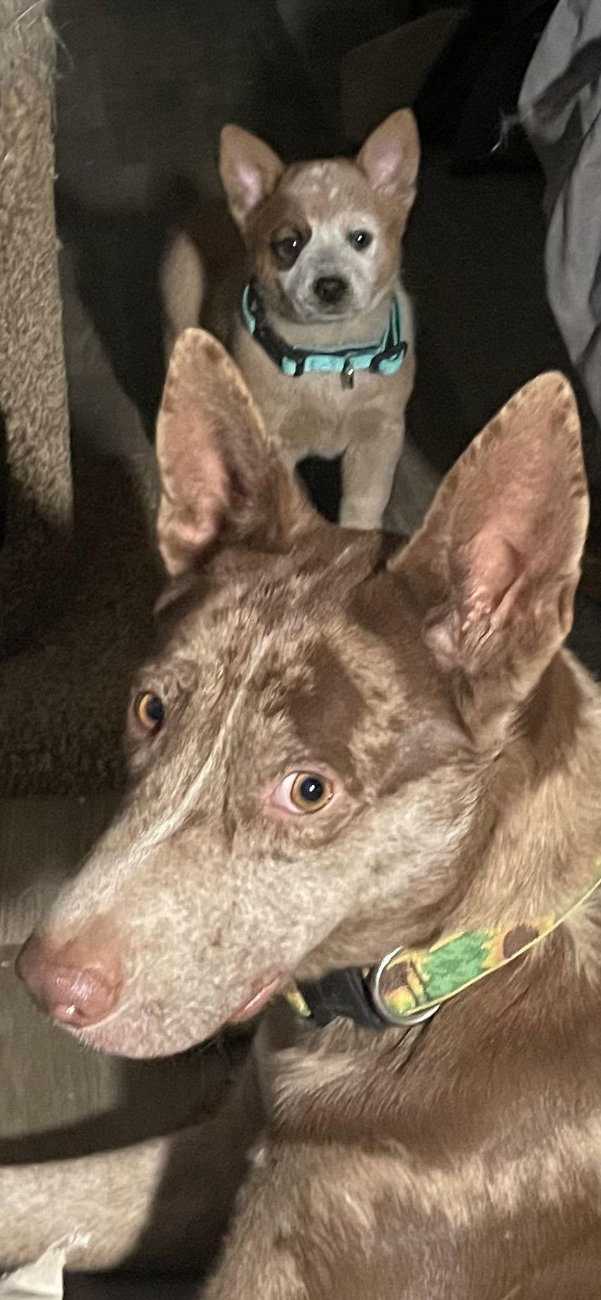 Enlarge OLLIE #2, a Adoptable mixed breed in Chandler, AZ image 2/3