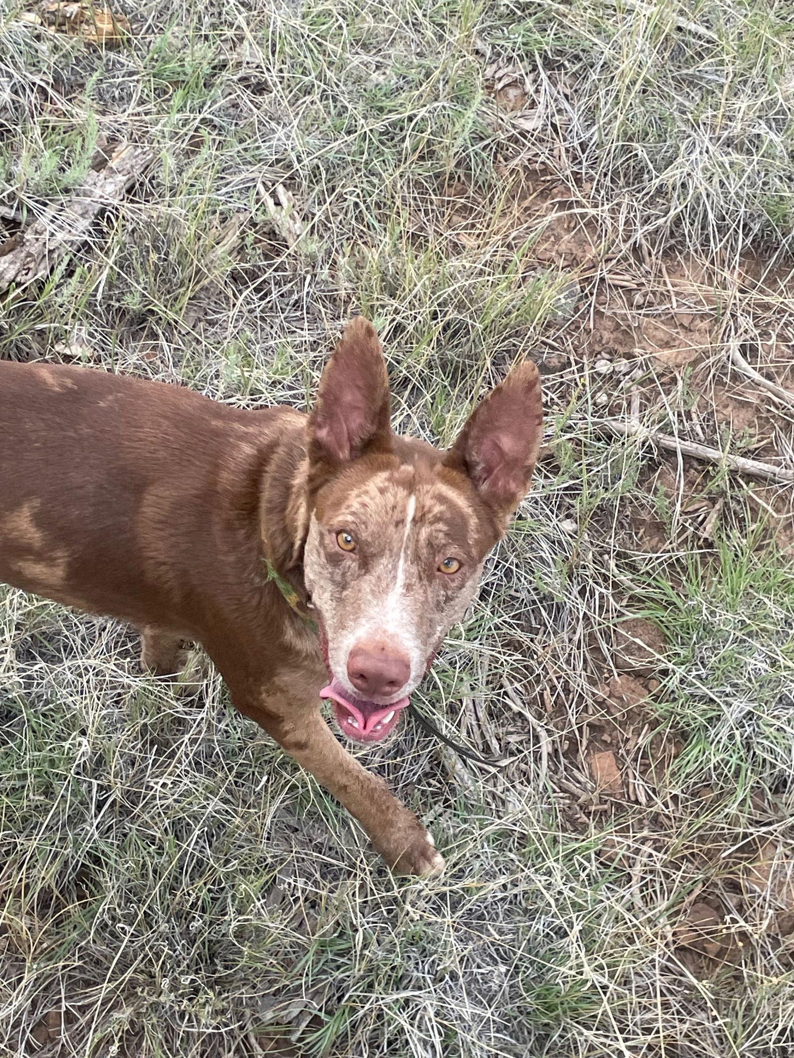 Enlarge OLLIE #2, a Adoptable mixed breed in Chandler, AZ image 3/3