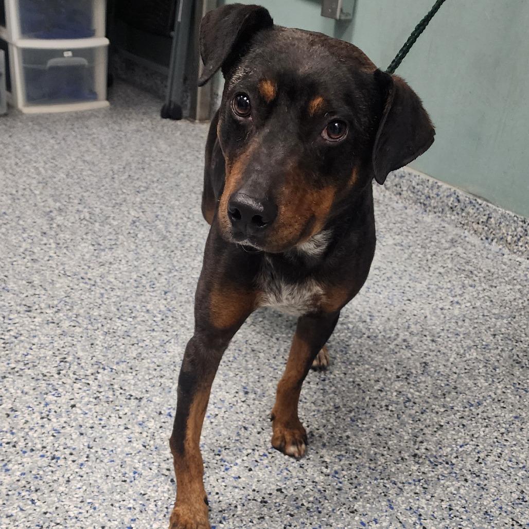 Enlarge Astro, a Adoptable mixed breed in Greenville, SC image 1/6