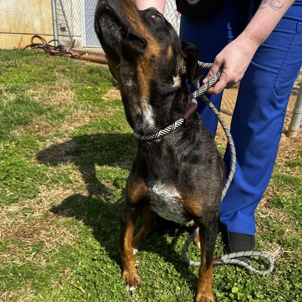 Enlarge Astro, a Adoptable mixed breed in Greenville, SC image 2/6