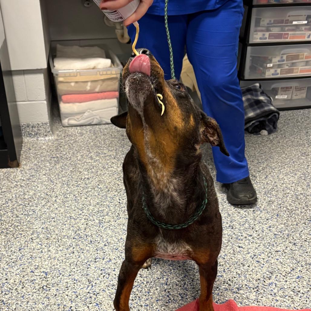 Enlarge Astro, a Adoptable mixed breed in Greenville, SC image 3/6