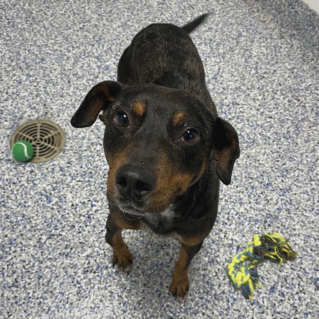 Enlarge Astro, a Adoptable mixed breed in Greenville, SC image 4/6