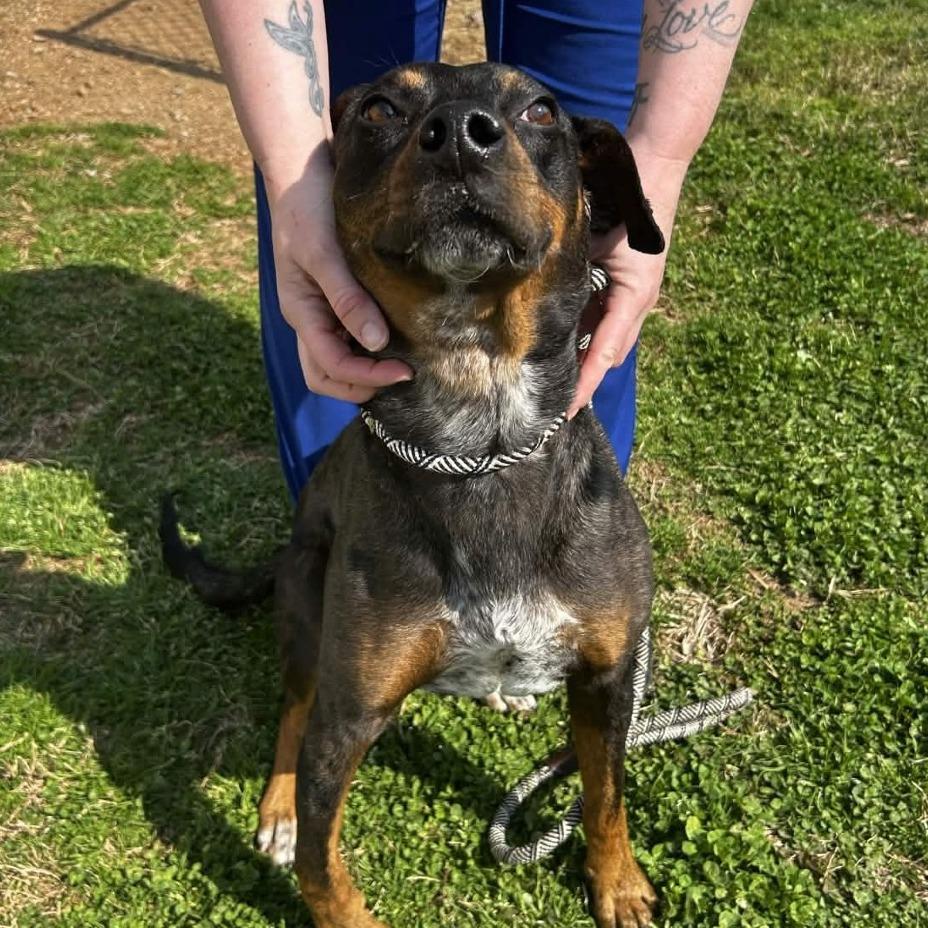 Enlarge Astro, a Adoptable mixed breed in Greenville, SC image 5/6