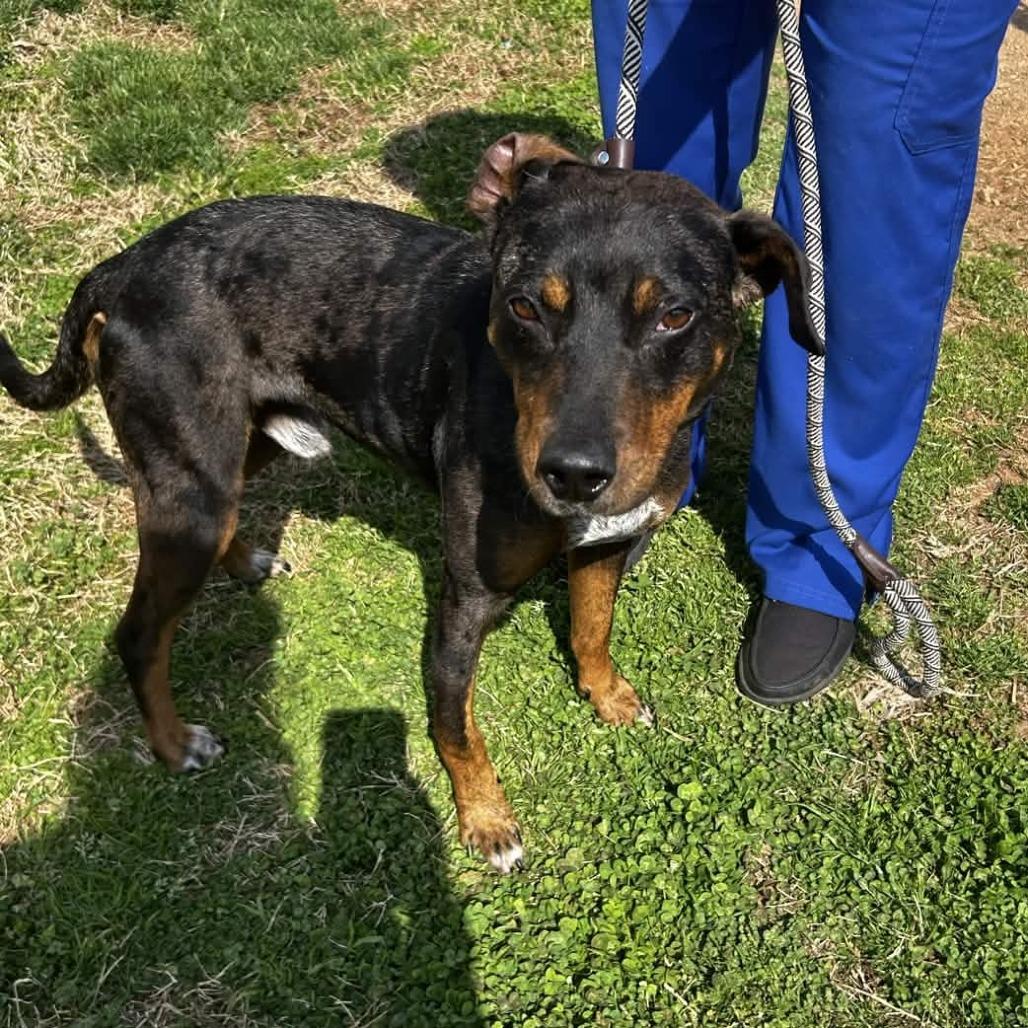 Enlarge Astro, a Adoptable mixed breed in Greenville, SC image 6/6