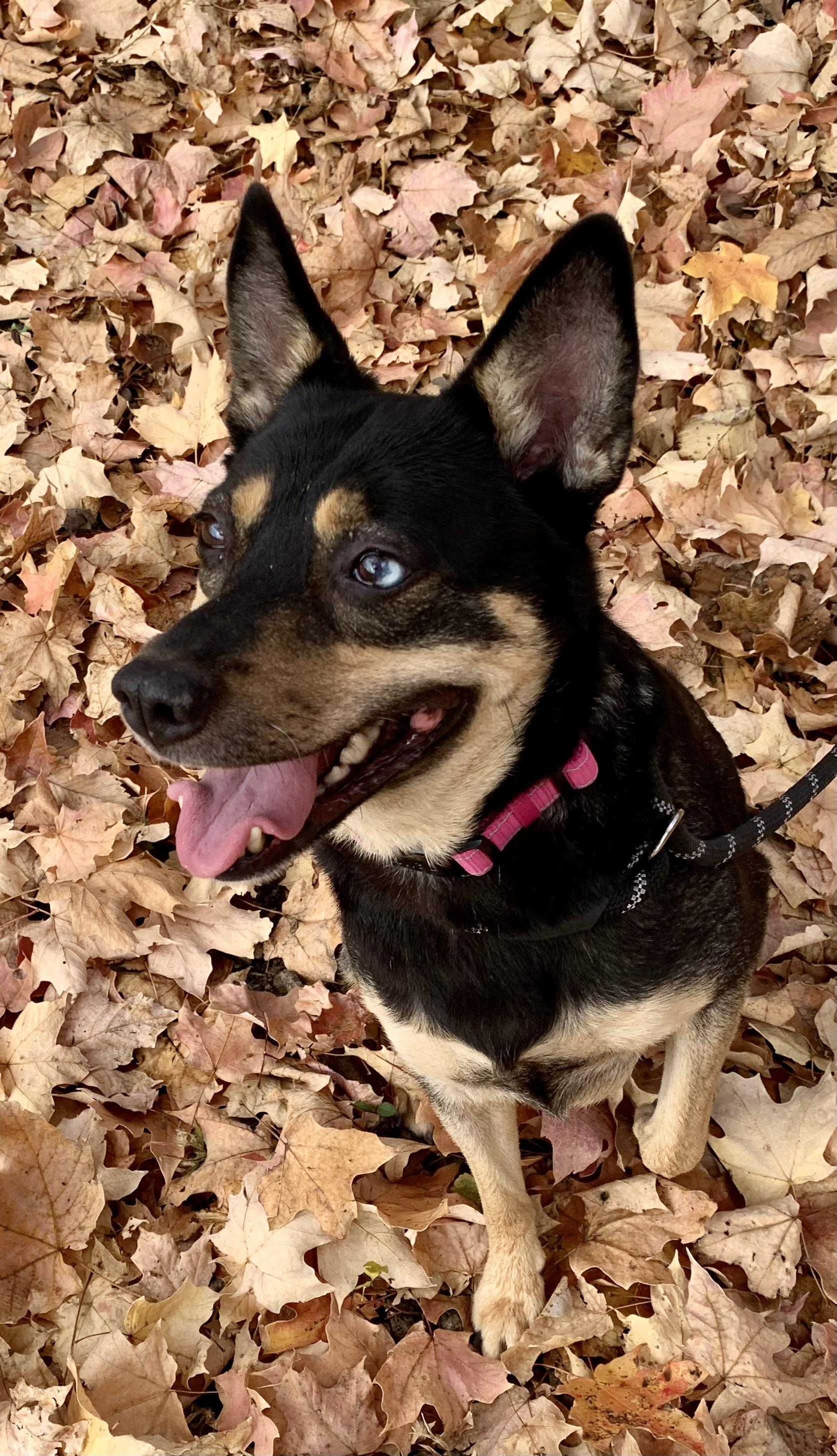 Hazel, ADOPTABLE, Adult Female Shiba Inu.