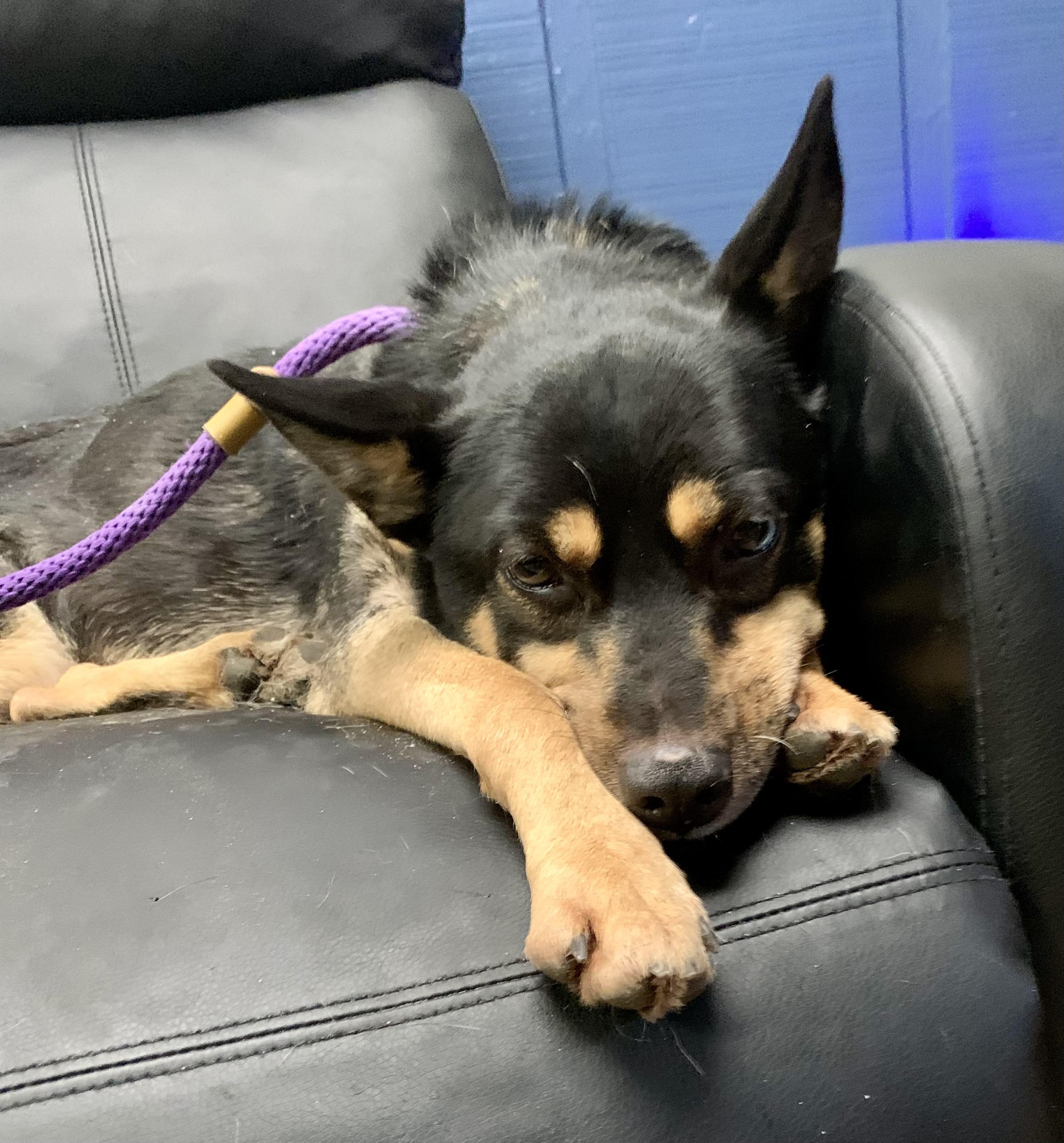 Enlarge Hazel, an adopted mixed breed in McKeesport, PA image 3/6