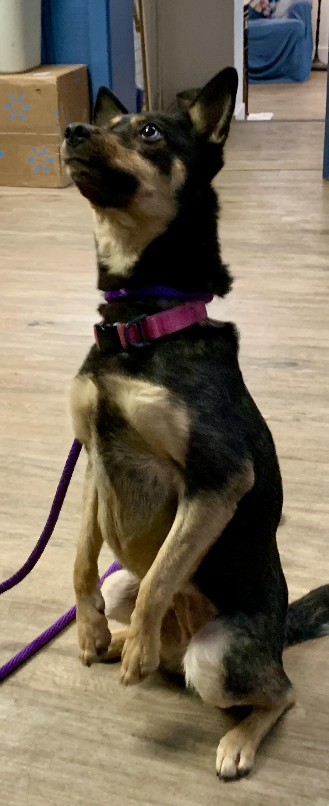 Enlarge Hazel, an adopted mixed breed in McKeesport, PA image 6/6