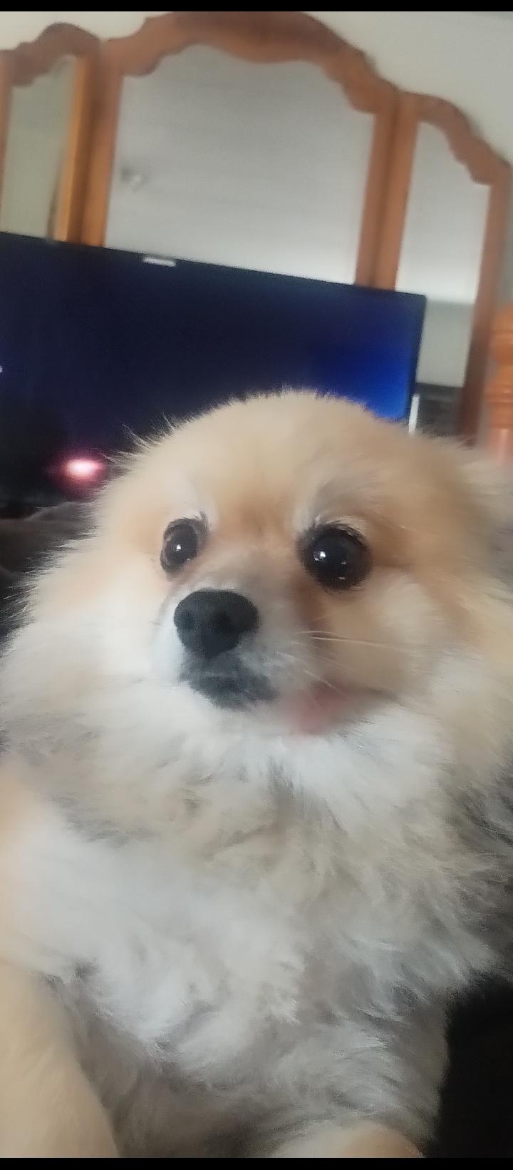 Pepe , Adoptable, Adult Male Pomeranian.