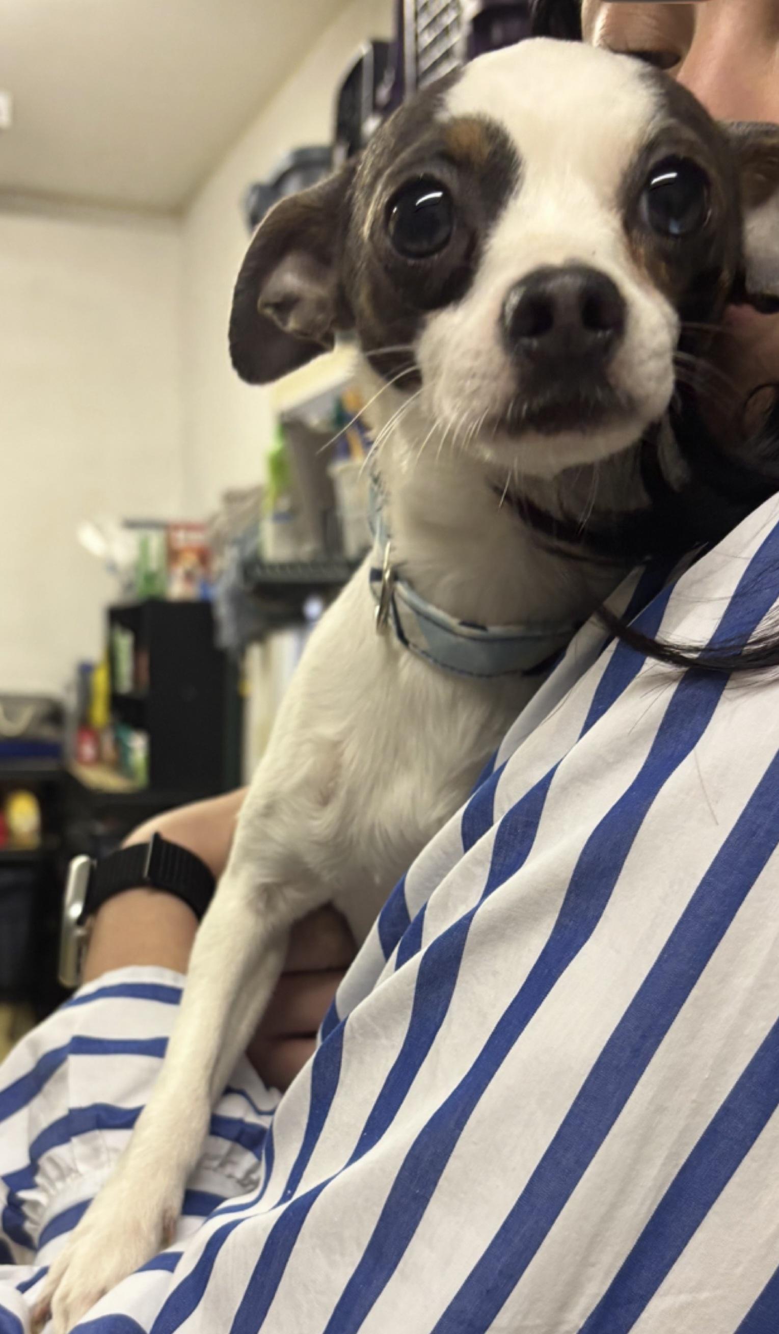 Millie, an adopted Chihuahua in Owensboro, KY image 3/3