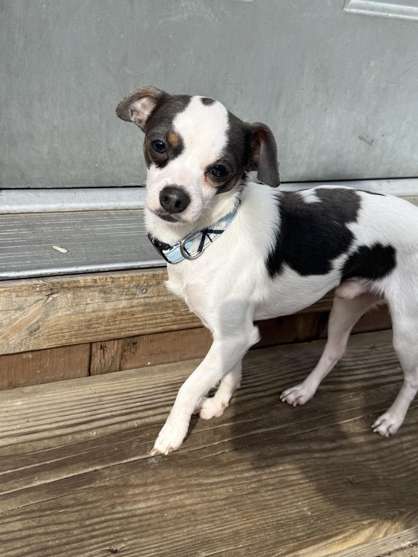 Millie, an adopted Chihuahua in Owensboro, KY image 1/3