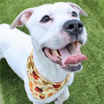 Clint, Adoptable, Adult Male Terrier & Mixed Breed.