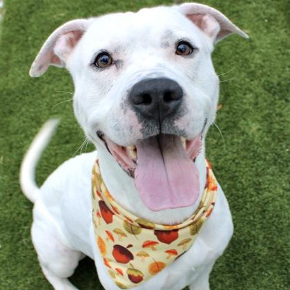 Enlarge Clint, a Adoptable mixed breed in Largo, FL image 2/2