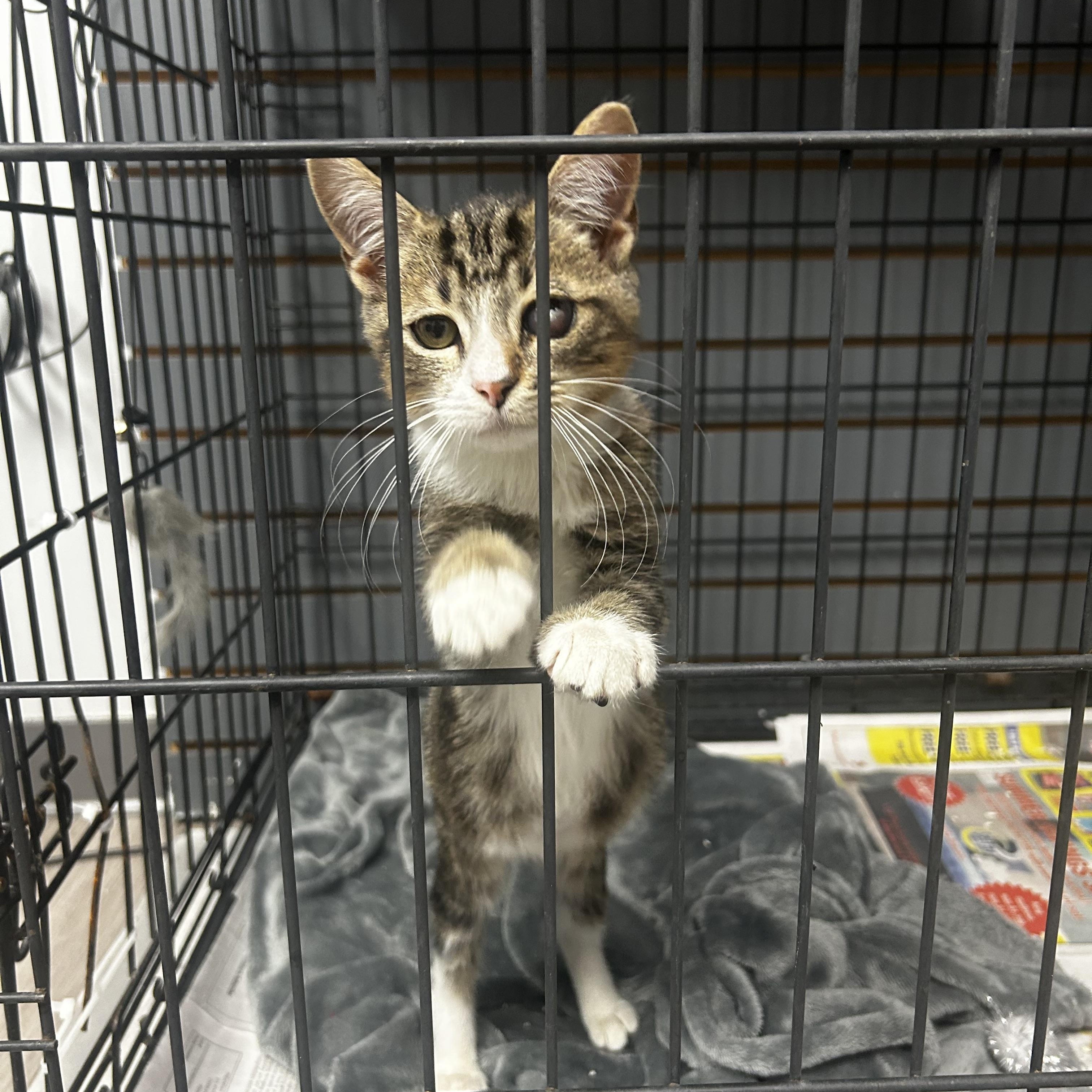 Enlarge Sterling, a Adoptable Domestic Short Hair in Georgetown, SC image 1/1