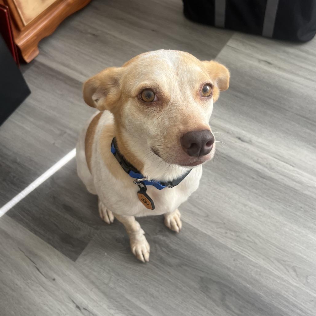 Heron, a Adoptable mixed breed in League City, TX image 1/3