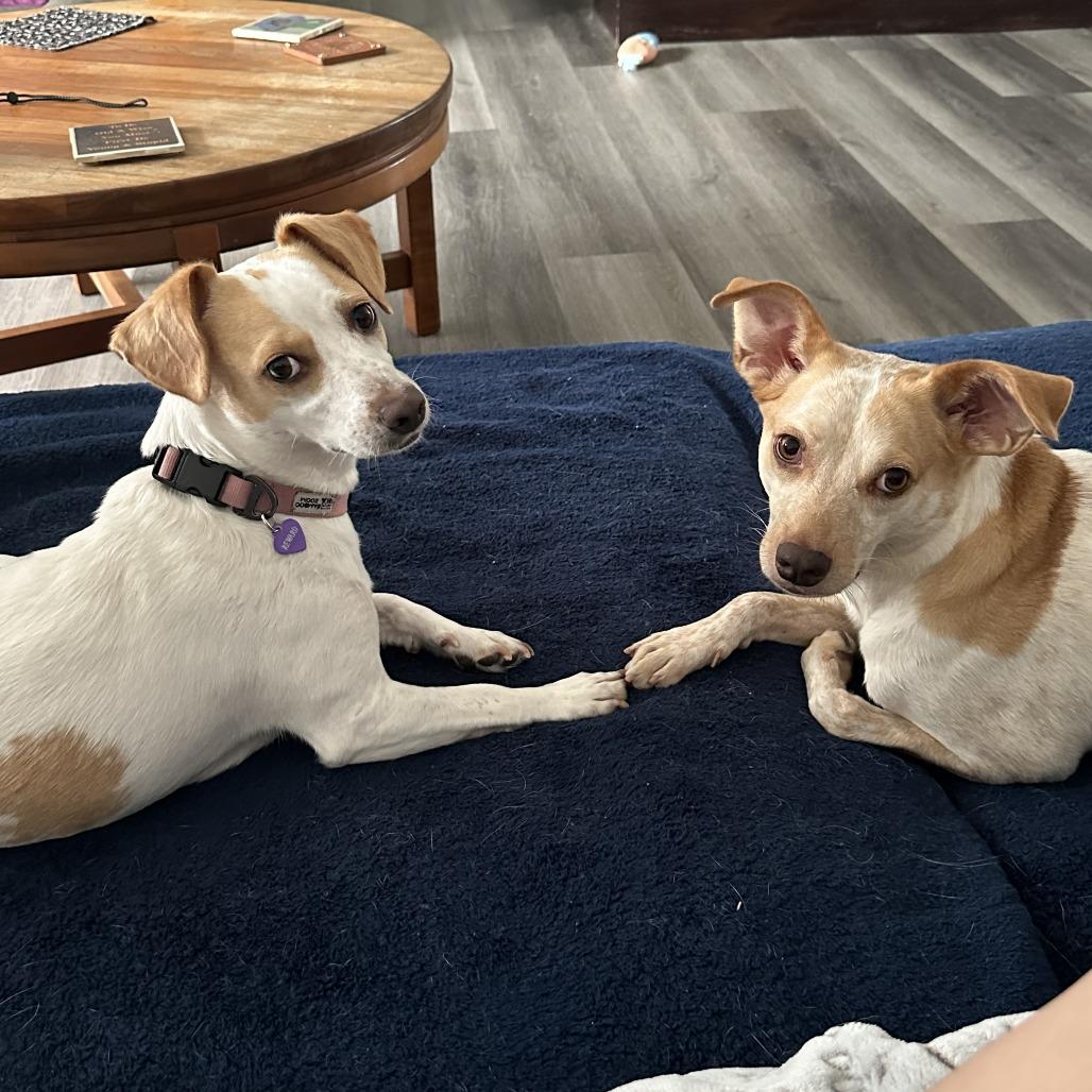 Heron, a Adoptable mixed breed in League City, TX image 2/3