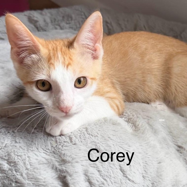 Enlarge Corey, a ADOPTABLE Domestic Medium Hair in Santa Maria, CA image 2/3