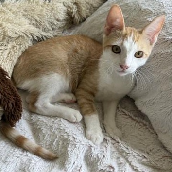Corey, ADOPTABLE, Kitten Male Domestic Medium Hair.