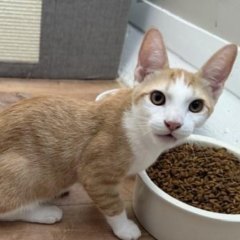 Enlarge Corey, a ADOPTABLE Domestic Medium Hair in Santa Maria, CA image 3/3
