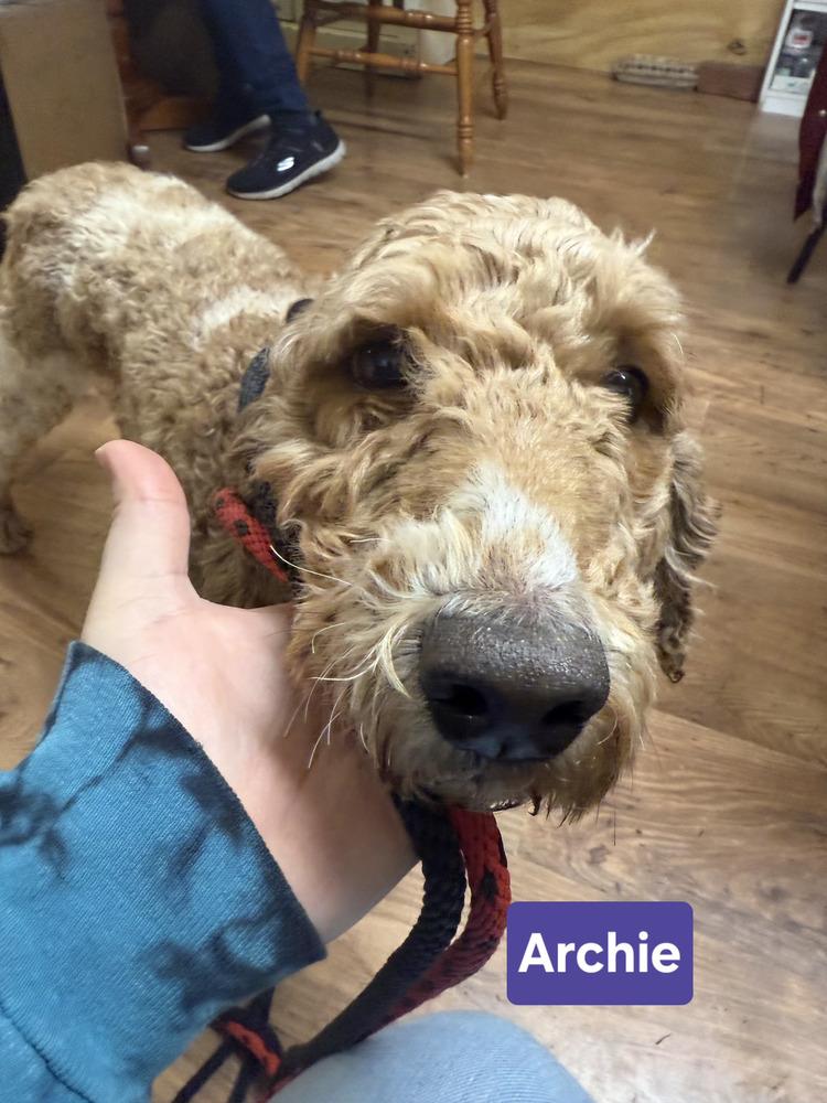 Archie, a Adoptable Poodle in East Greenville, PA image 1/3
