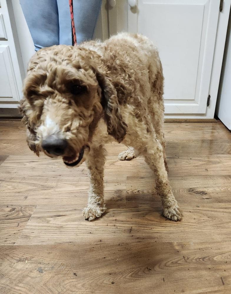 Archie, a Adoptable Poodle in East Greenville, PA image 2/3