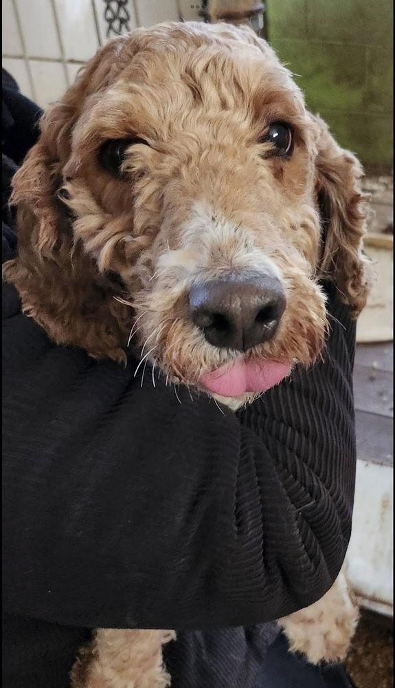 Archie, a Adoptable Poodle in East Greenville, PA image 3/3