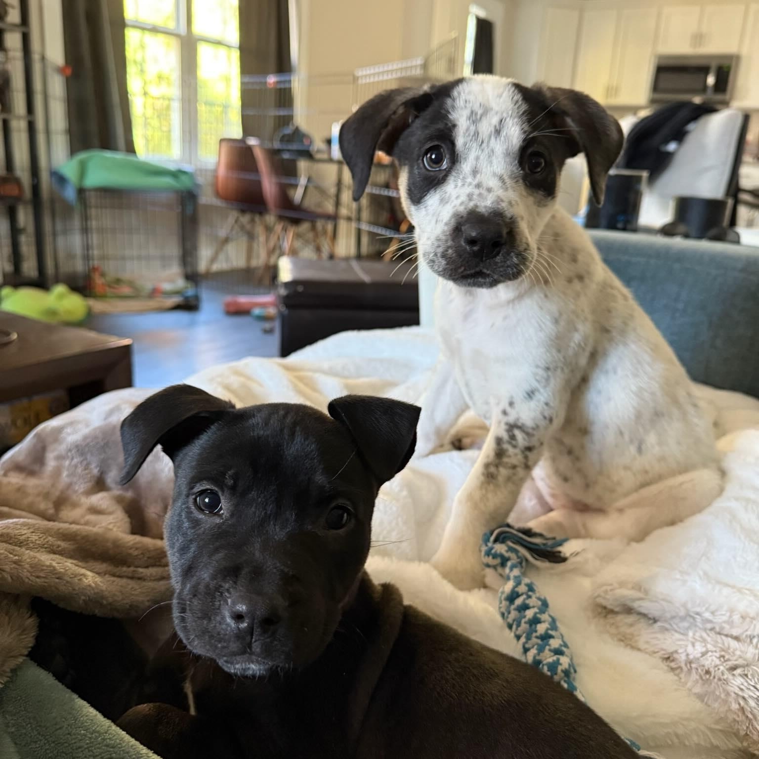 Bingo, ADOPTABLE, Puppy Female Mixed Breed.