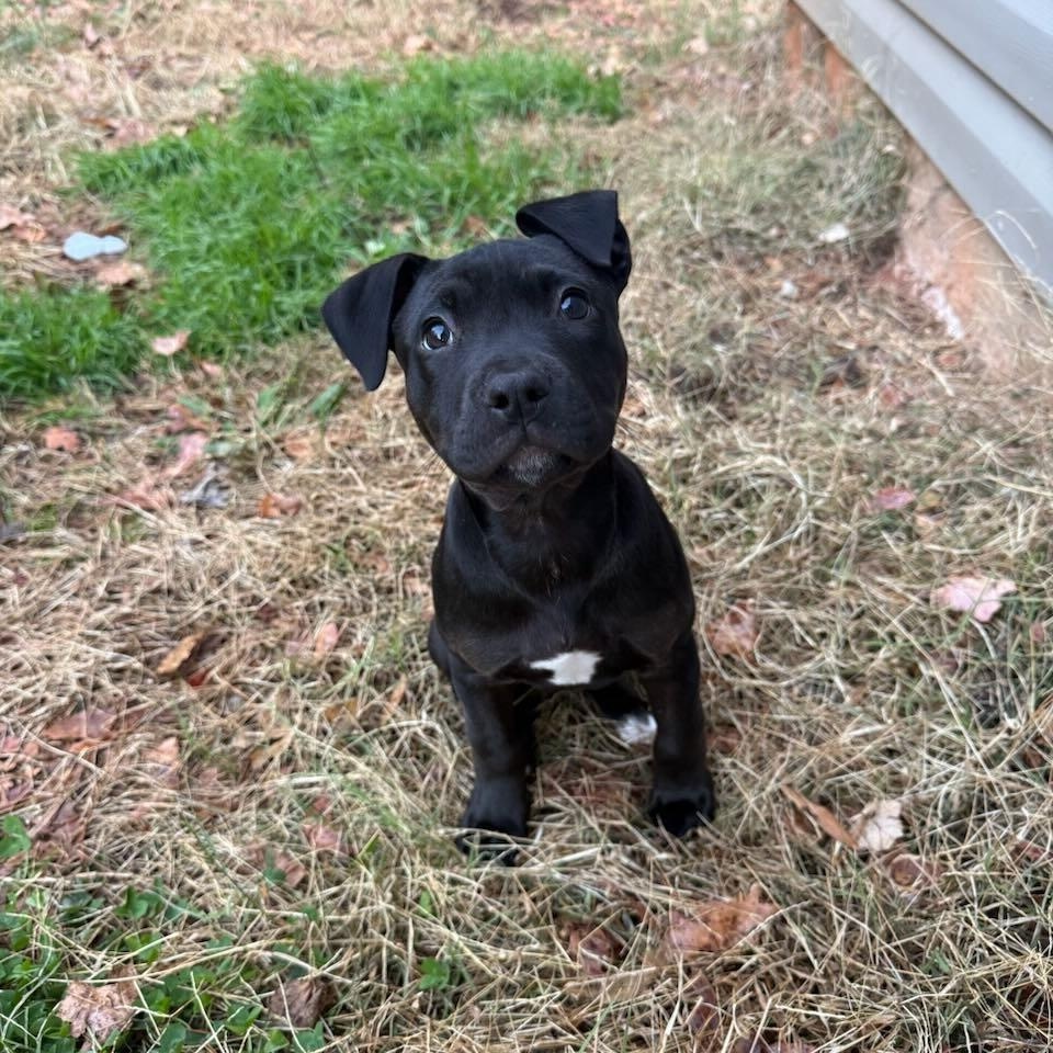 Enlarge Bingo, a ADOPTABLE Mixed Breed in Charlotte, NC image 2/3