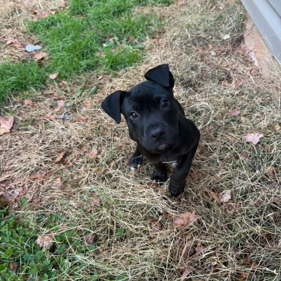 Enlarge Bingo, a ADOPTABLE Mixed Breed in Charlotte, NC image 3/3