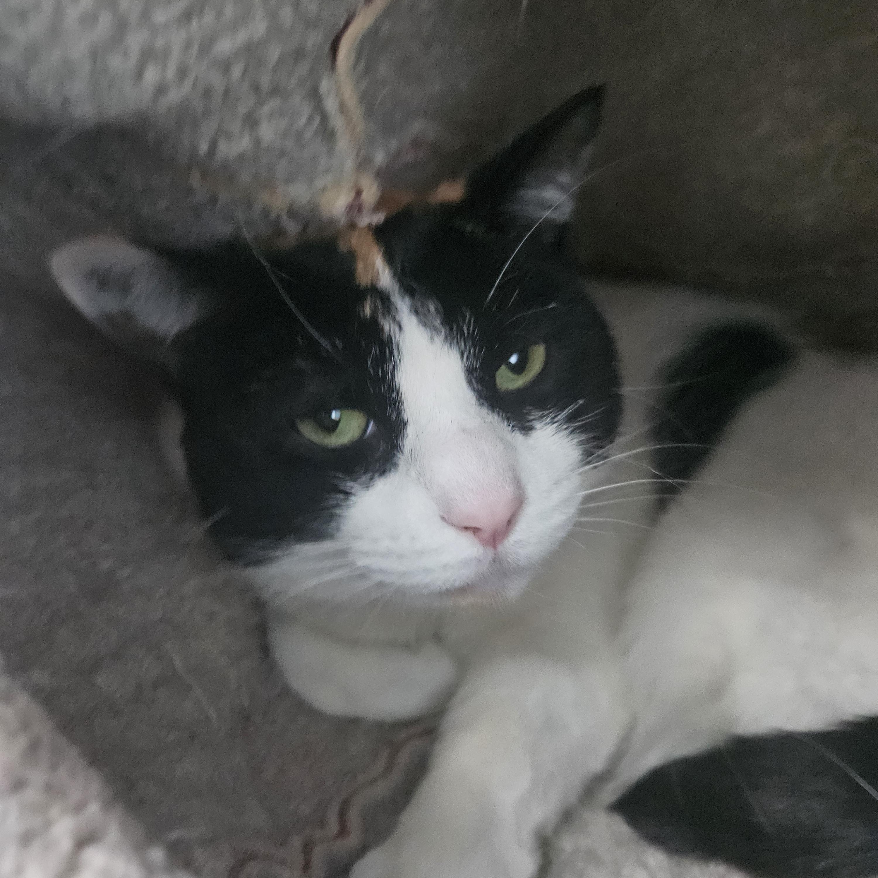 Romy and Michelle, Adoptable, Adult Female Domestic Short Hair.