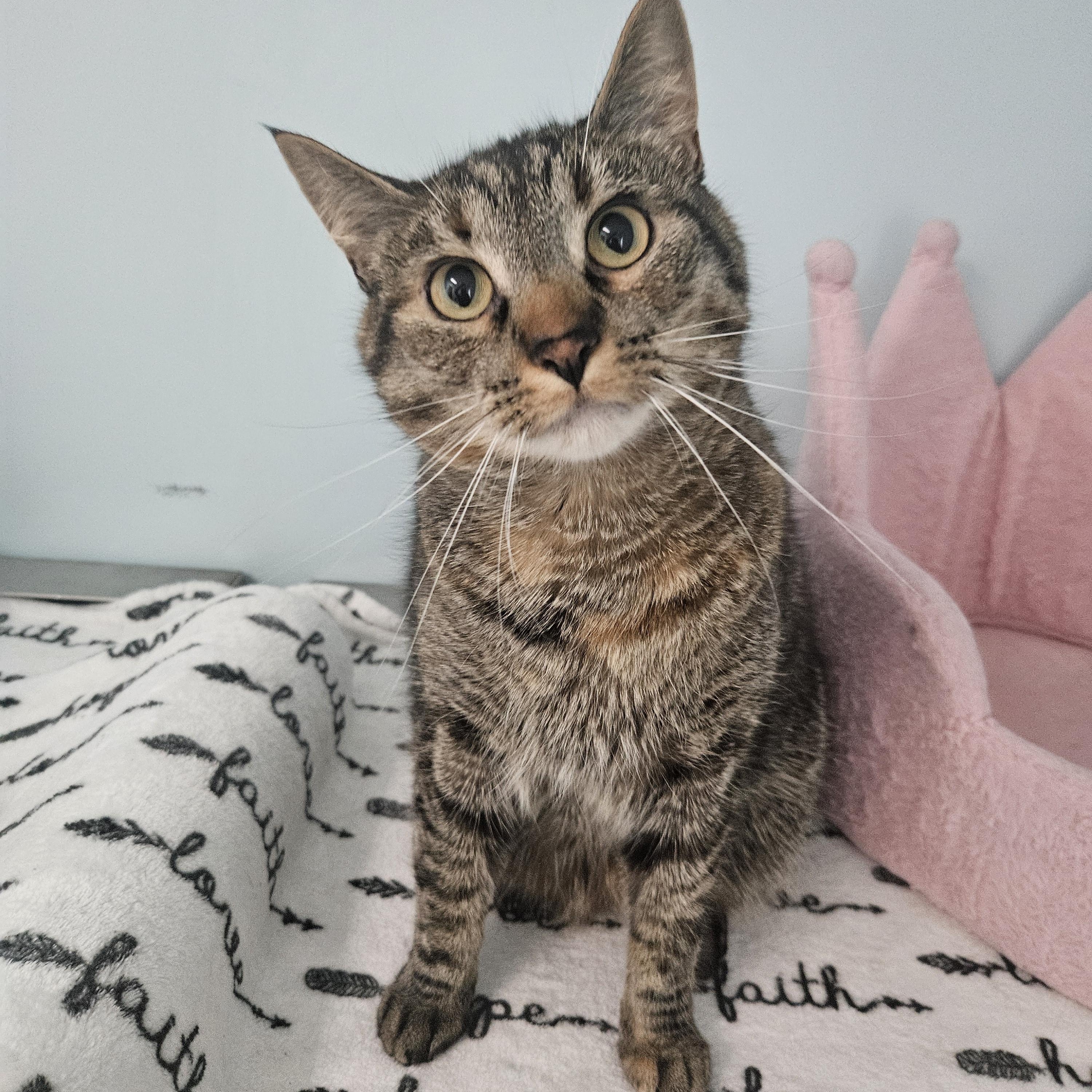 Romy and Michelle, a Adoptable Domestic Short Hair in Fall River, MA image 2/2