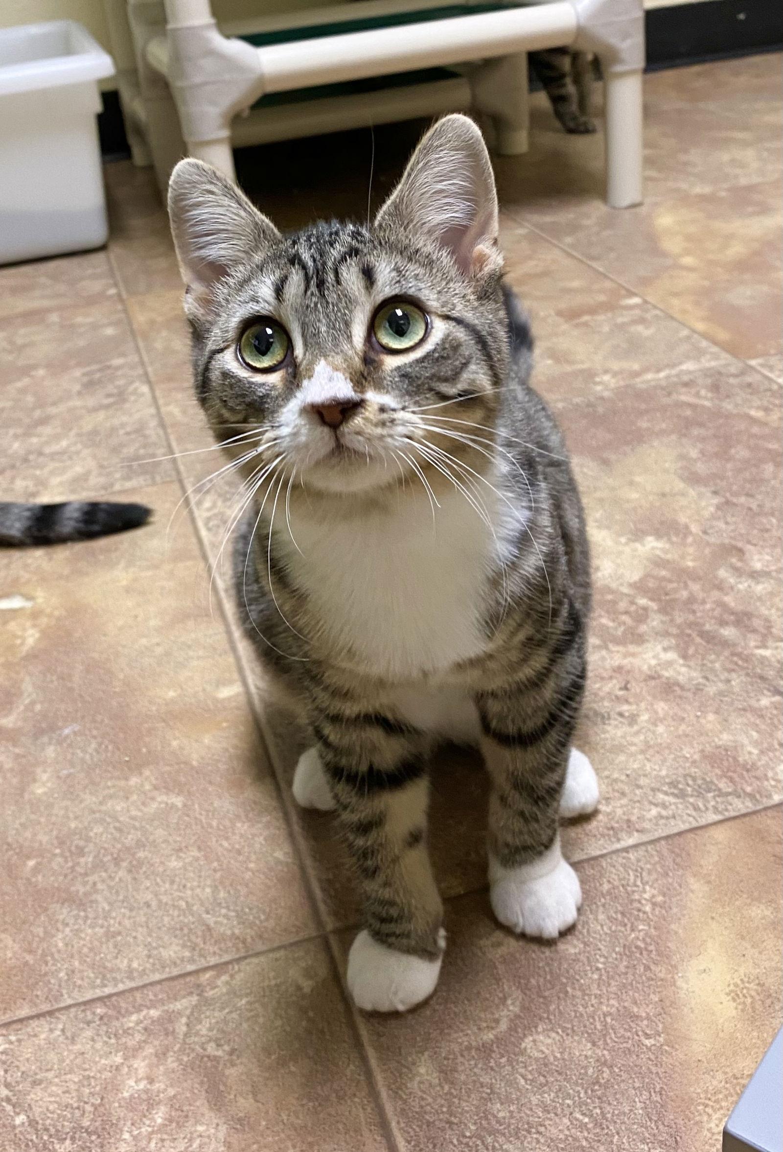 Vicky, Adoptable, Young Female Domestic Short Hair.