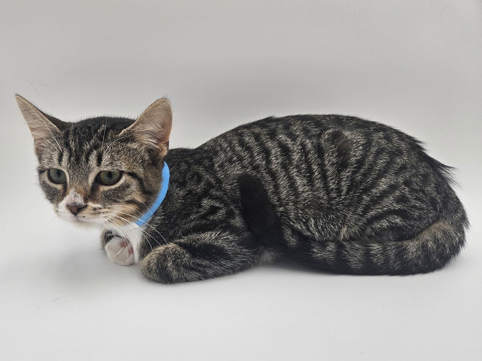 Enlarge Vicky, a Adoptable mixed breed in Fargo, ND image 2/3