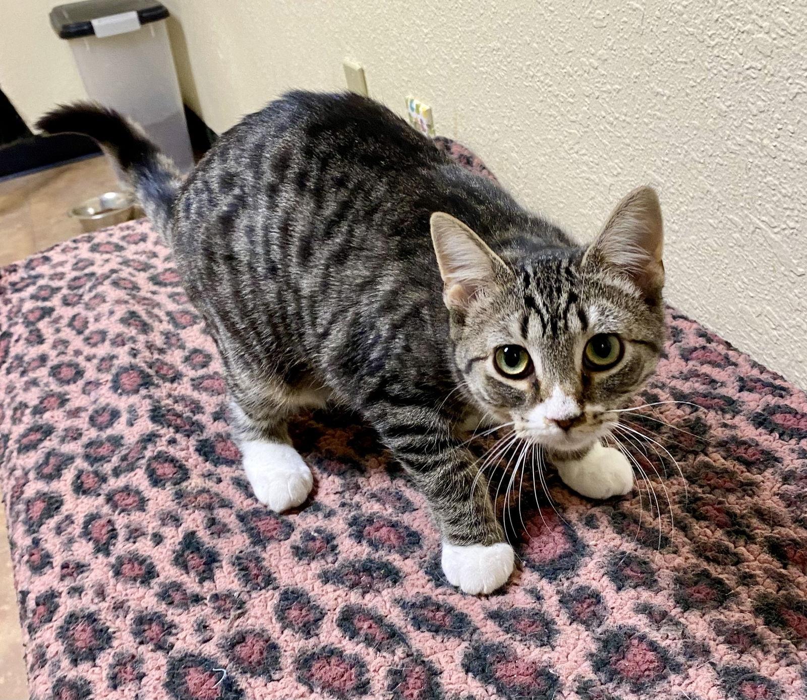 Enlarge Vicky, a Adoptable mixed breed in Fargo, ND image 3/3