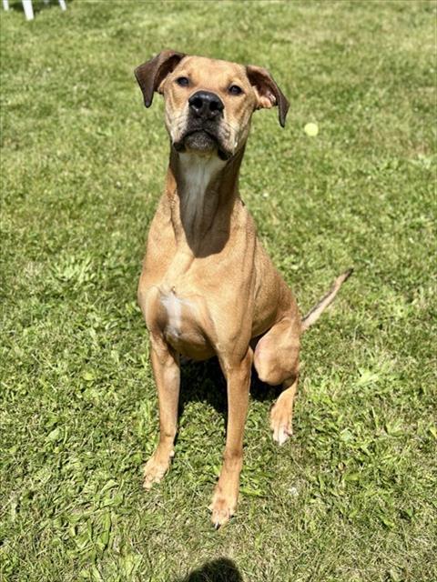 Enlarge MURPHY, a Adoptable mixed breed in Kalamazoo, MI image 1/1