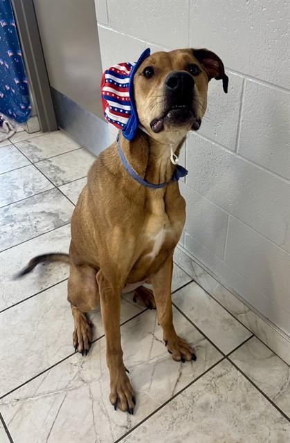 MURPHY, Adoptable, Adult Male Greyhound & Great Dane.