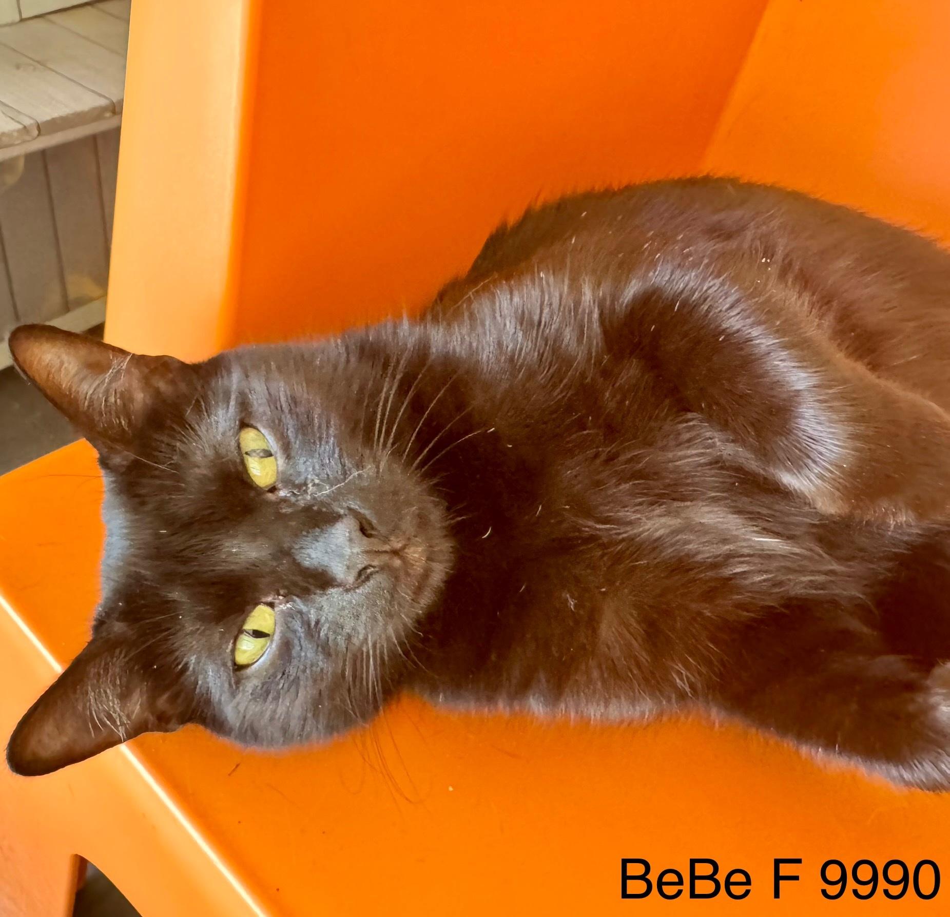 BeBe photo 5