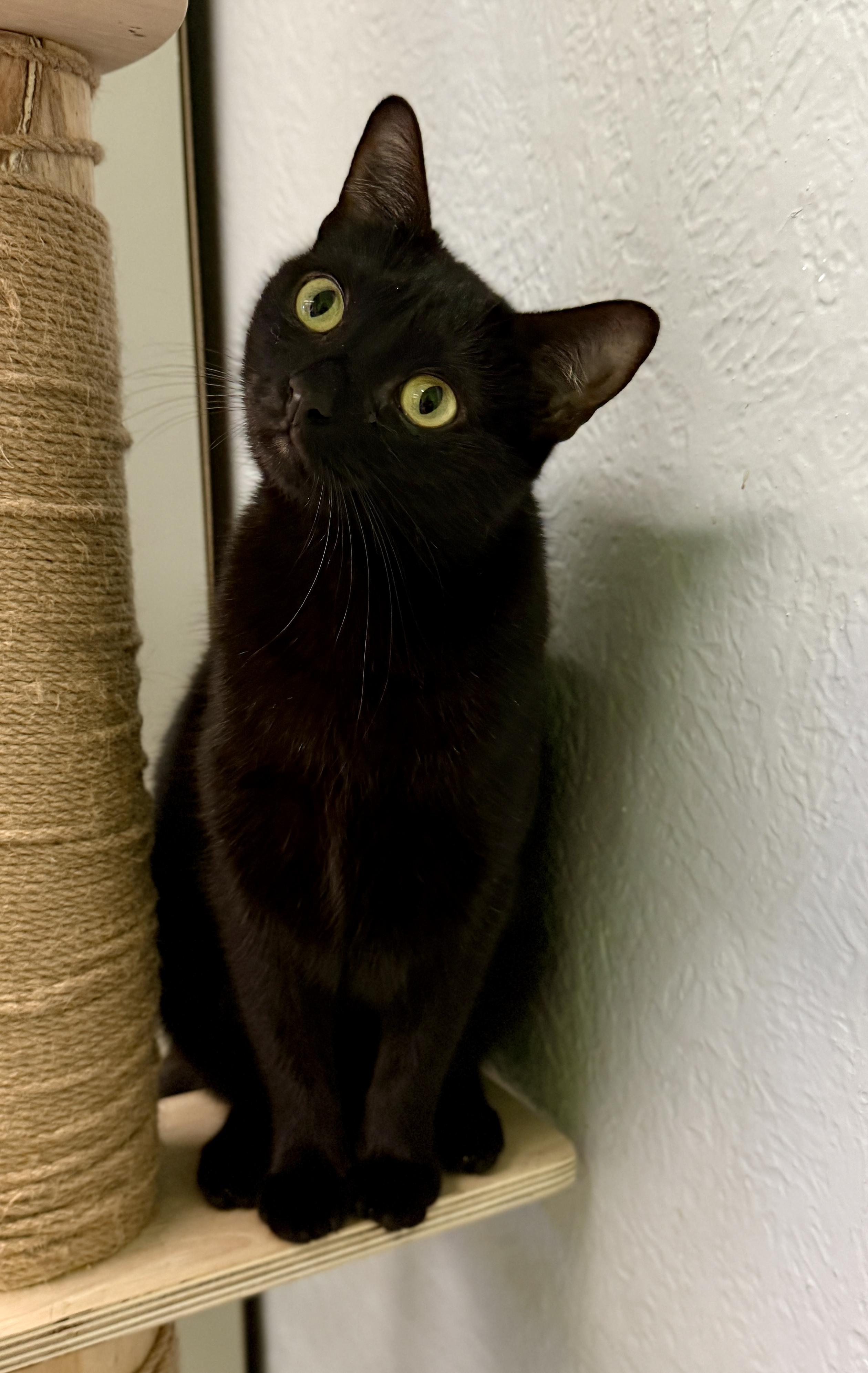 BeBe, Young Female Domestic Short Hair