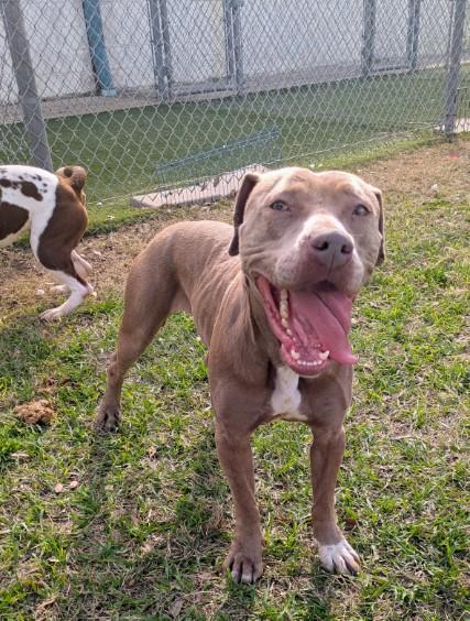 Enlarge CARAMEL, a Adoptable mixed breed in Texas City, TX image 1/1