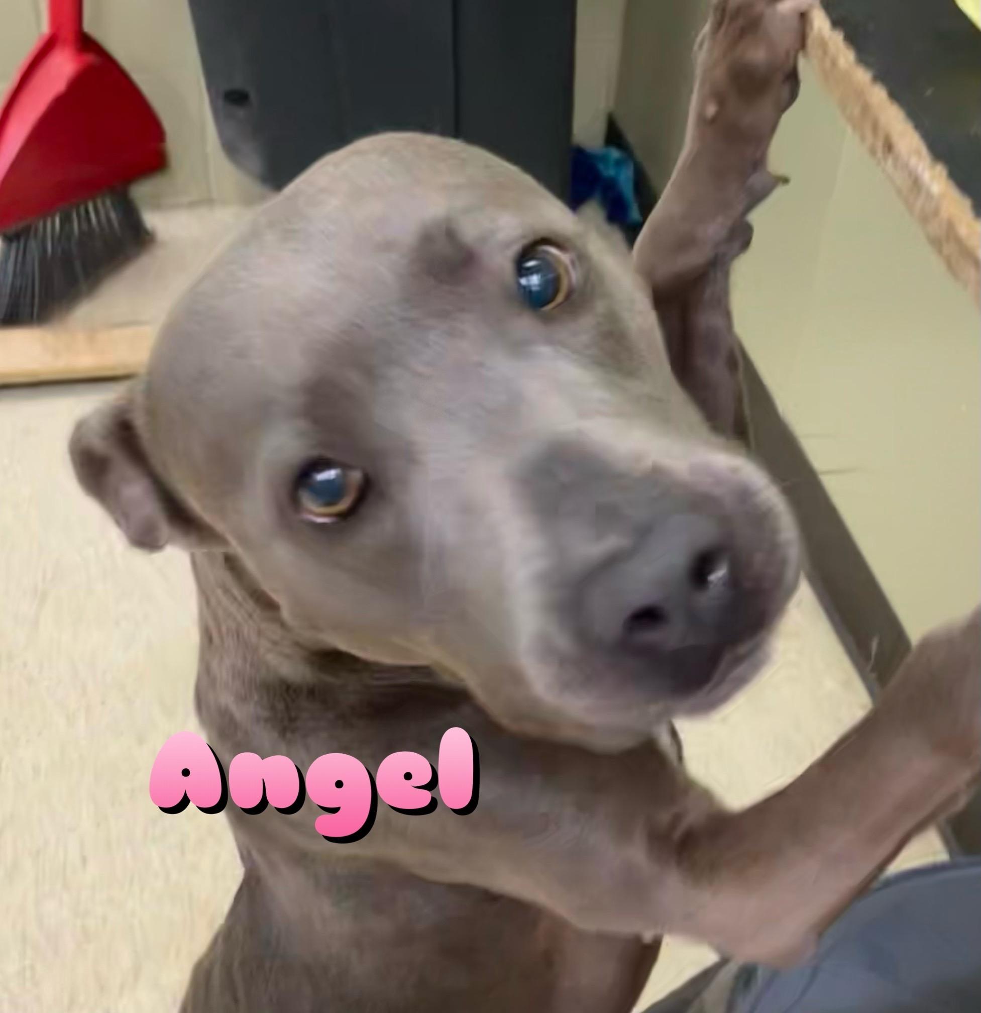 Angel, Adoptable, Young Female Terrier.