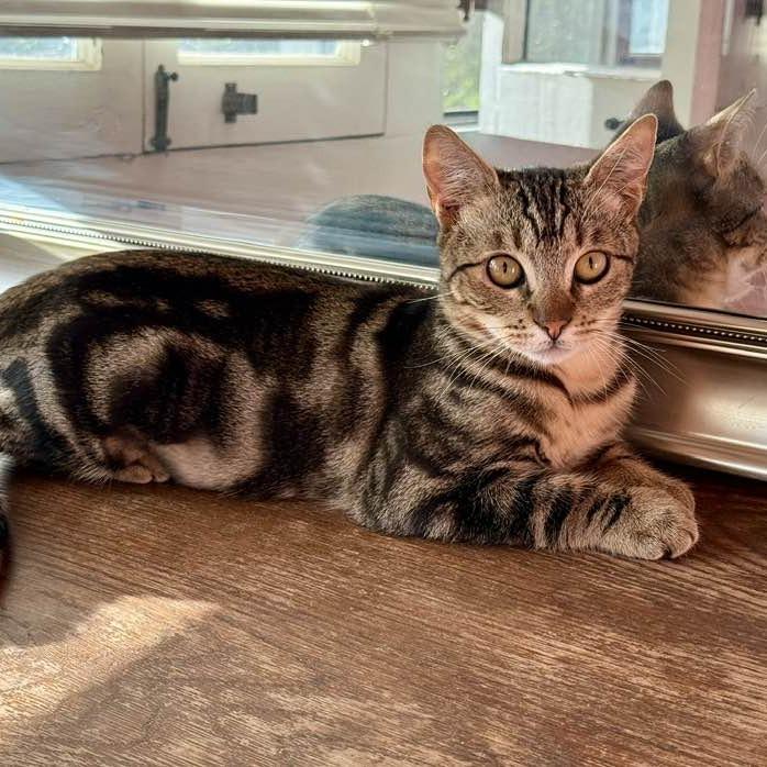 Orbitz — thumbnail 3