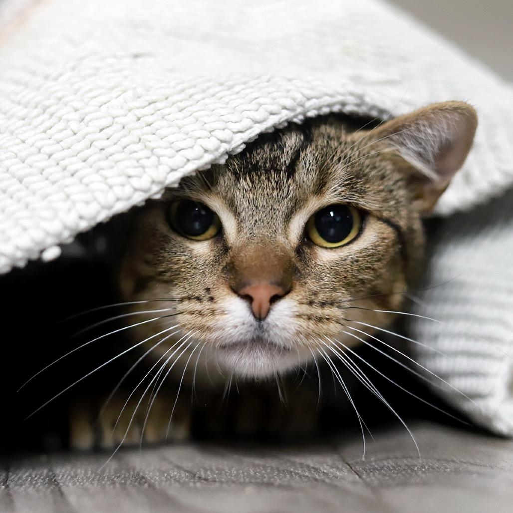 Orbitz — thumbnail 6