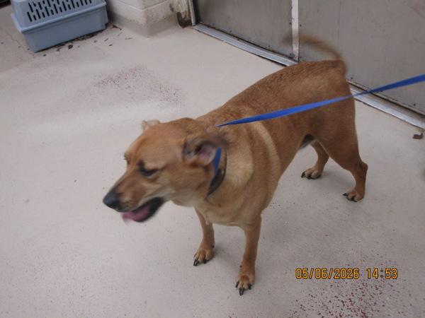 Ferris (855), Adoptable, Adult Male Labrador Retriever.