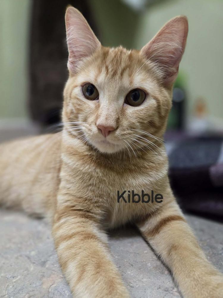 Kibble, Adoptable, Kitten Male Domestic Short Hair.