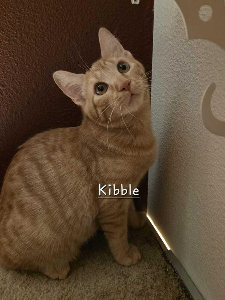 Enlarge Kibble, a Adoptable mixed breed in Lebanon, OR image 2/6