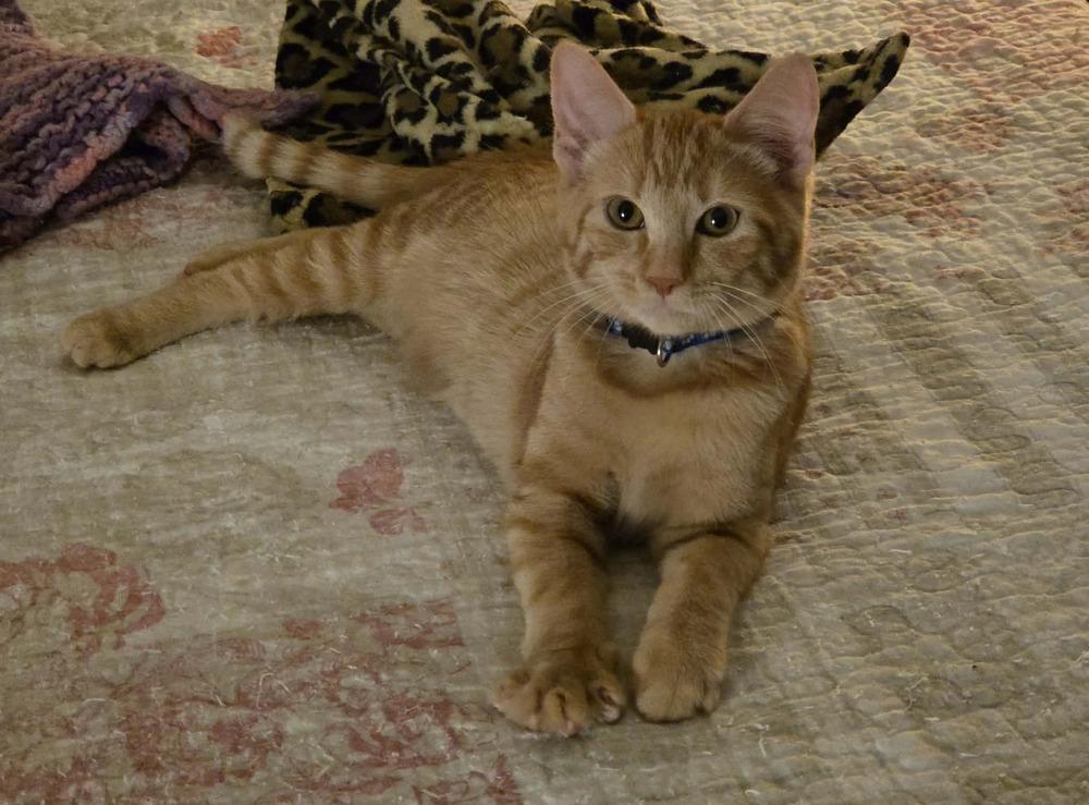 Kibble, Adoptable, Kitten Male Domestic Short Hair.