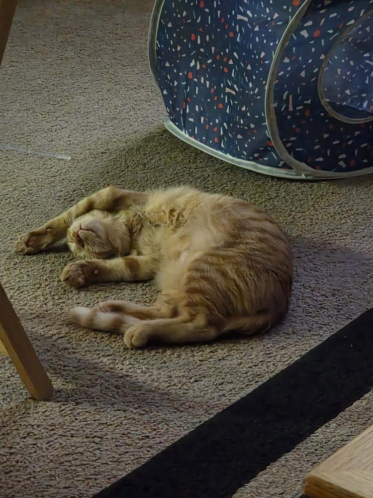 Enlarge Kibble, a Adoptable mixed breed in Lebanon, OR image 5/6