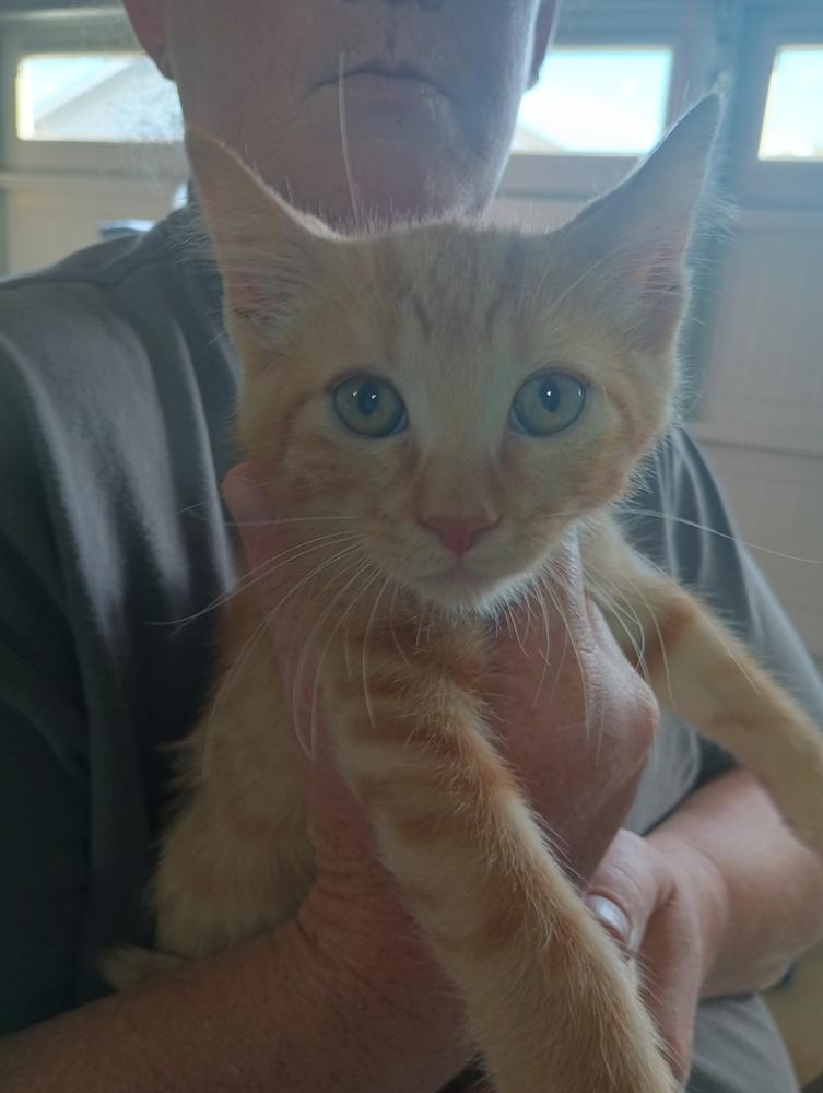 Enlarge Kibble, a Adoptable mixed breed in Lebanon, OR image 6/6