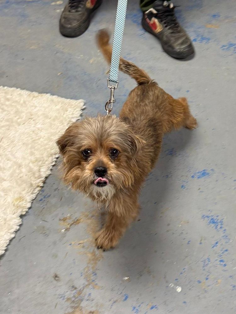 Brownie, Adoptable, Adult Male Terrier & Shih Tzu.
