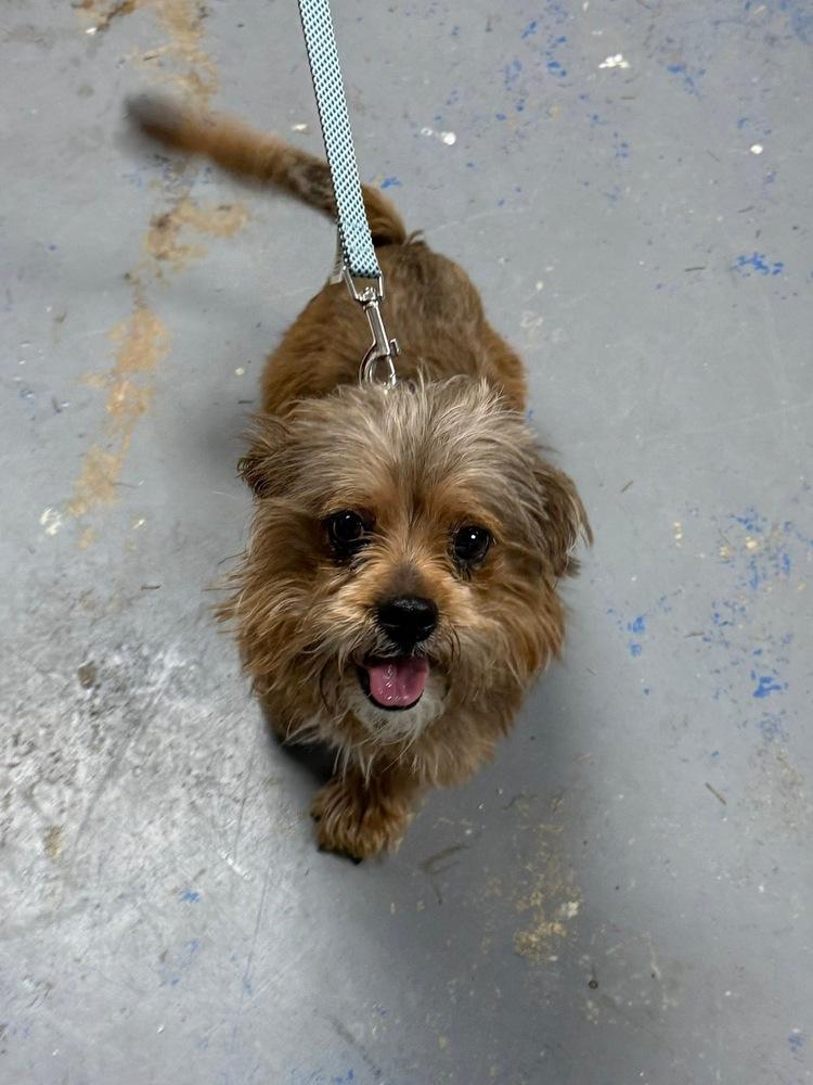 Enlarge Brownie, a Adoptable mixed breed in Franklin, PA image 2/2
